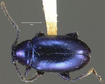 Media type: image;   Entomology 25030 Aspect: habitus dorsal view